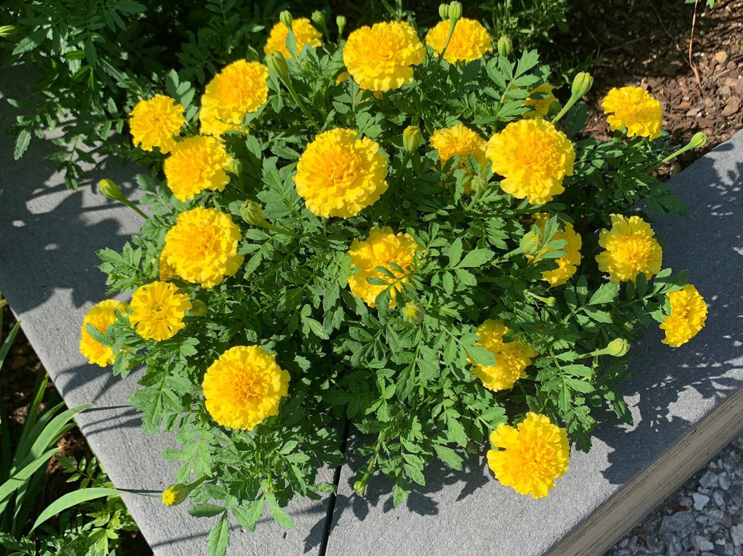 Freedom Park-威廉斯堡必去景点