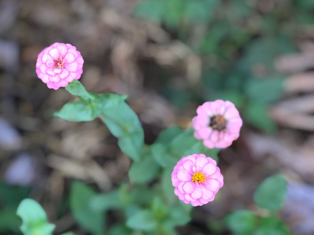 High Court View Hotel主图