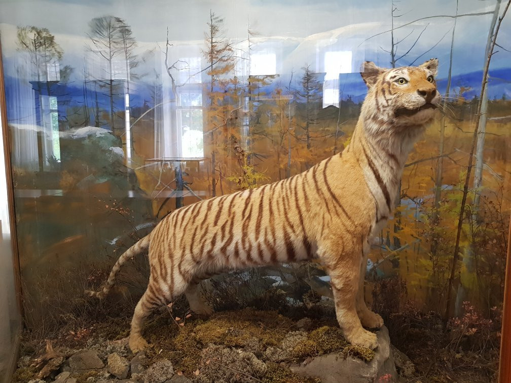 Chita Regional Kuznetsov Museum of Local Lore-赤塔必去景点