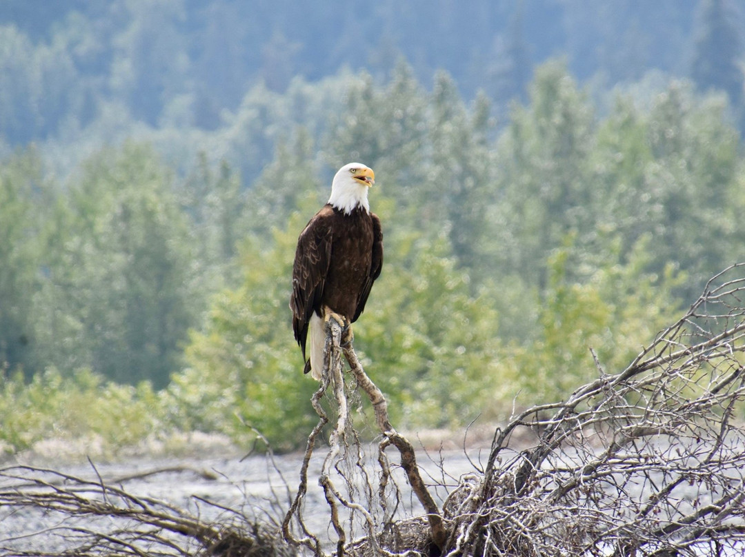 Chilkat Bald Eagle Preserve景点图片