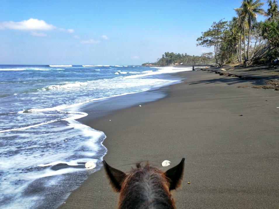 Bali Horse Riding景点图片