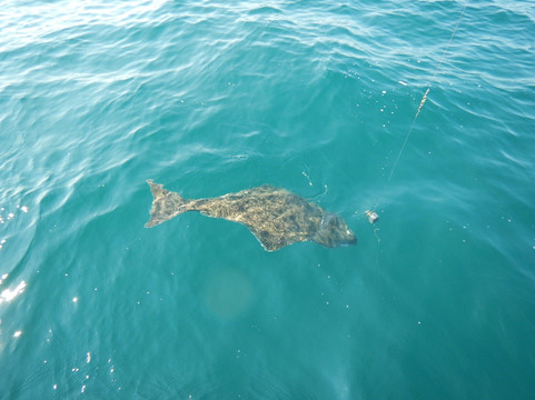 Alaskan Adventures Unlimited-瓦尔迪兹必去景点