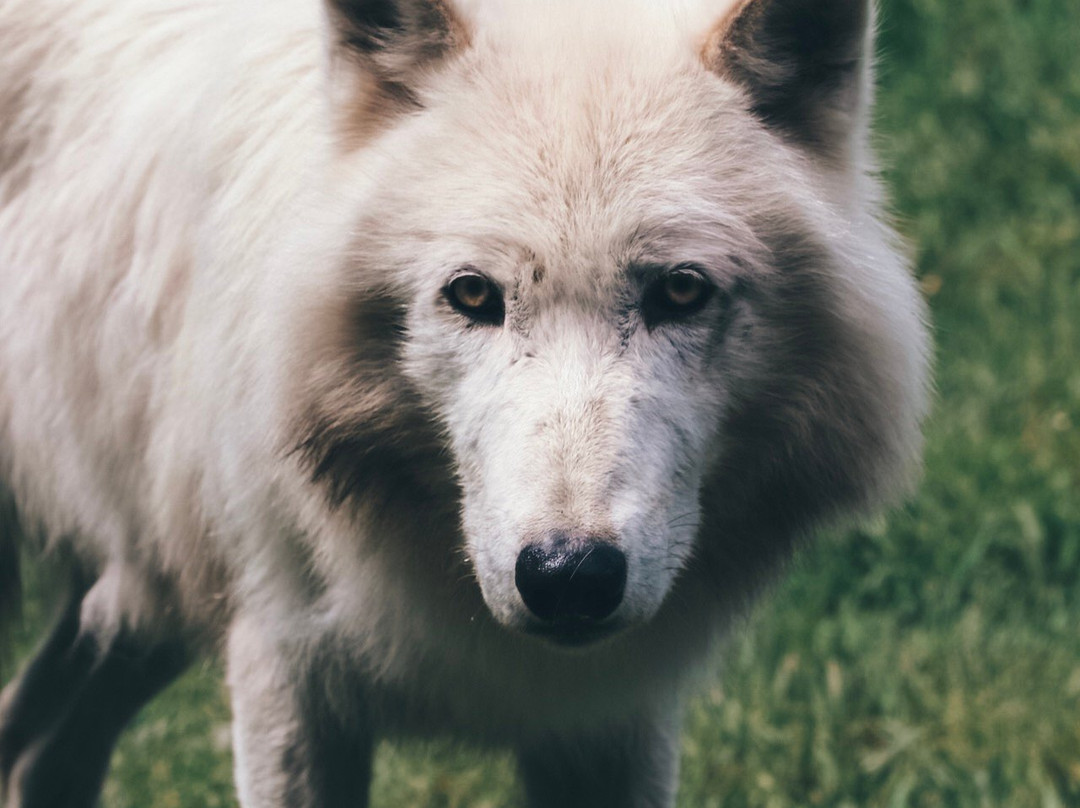 Yamnuska Wolfdog Sanctuary景点图片