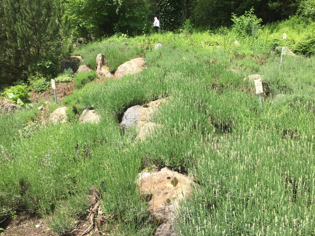 Kräuterpark景点图片