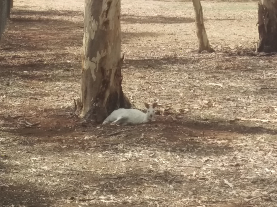 Bordertown Wildlife Park景点图片