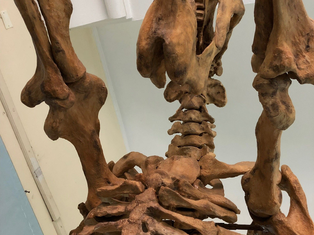 Museo Paleontologico y Arqueologico-塔里哈必去景点