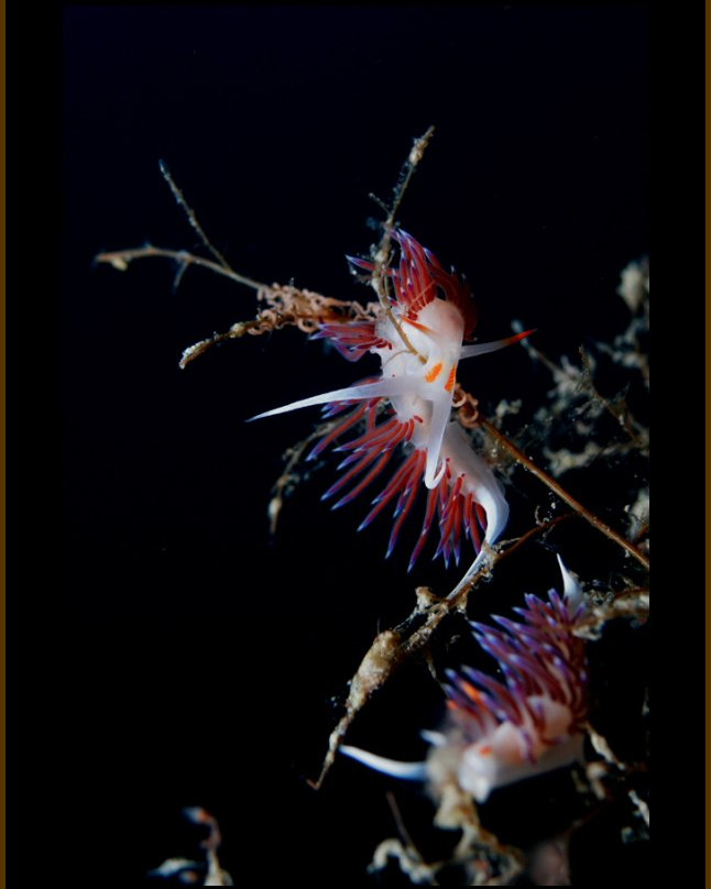 Diving Center Pongo-普莫斯特必去景点