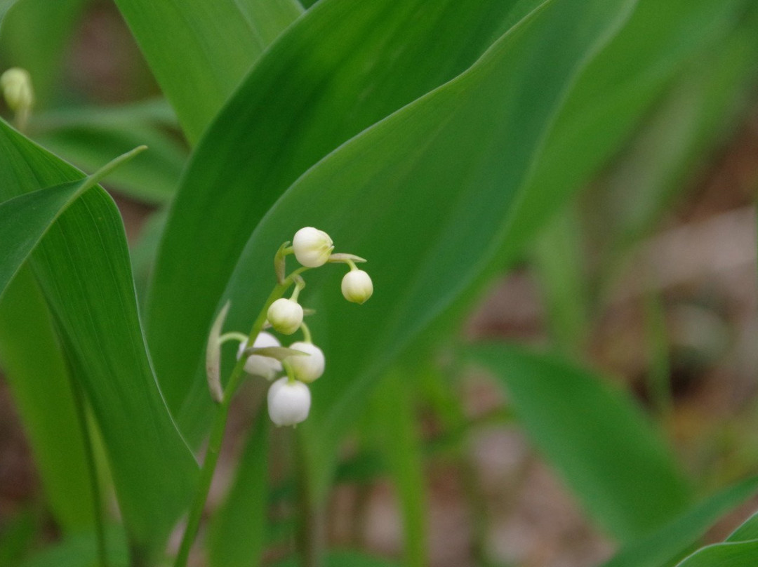 Ahikwacho Colony of a Lily of the Valley-笛吹市必去景点