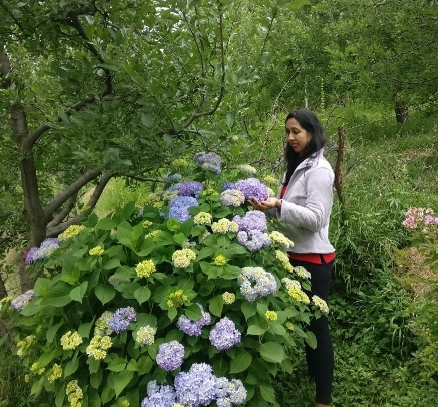 Himalayan Kothi Kais主图