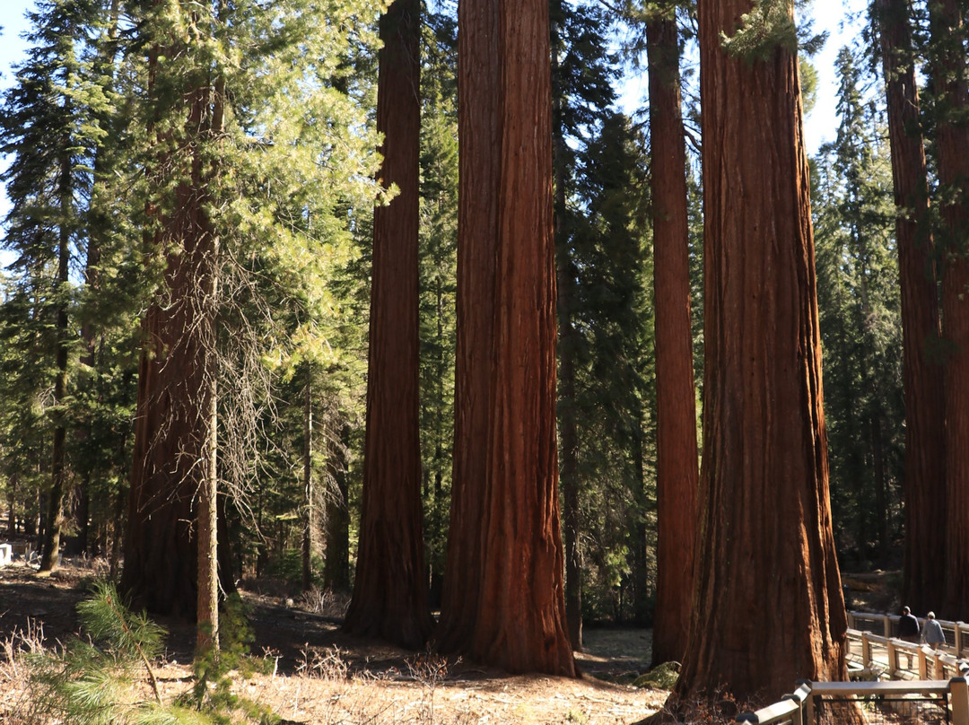 Big Tree Trail-优胜美地国家公园必去景点