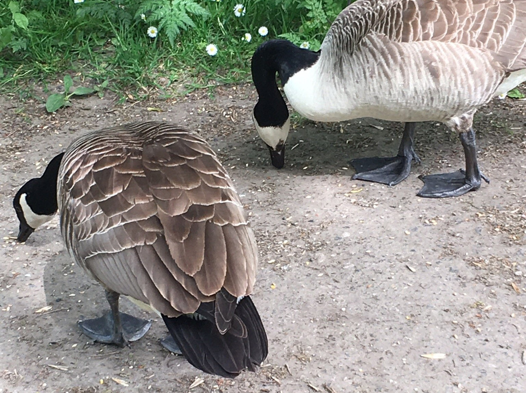Longton Brickcroft Nature Reserve景点图片
