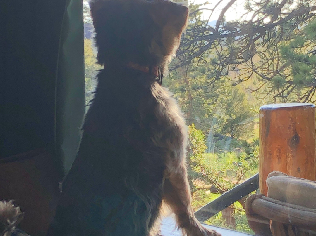 Braeside Cabin主图