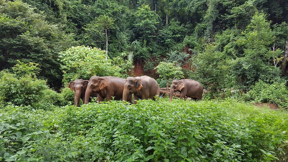 Elephant Valley Project-森莫诺隆必去景点