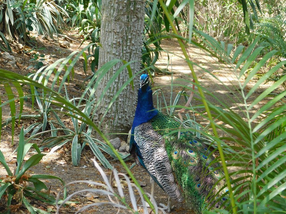 Aviario Nacional de Colombia景点图片