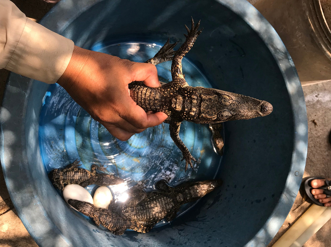 Battambang Crocodile Farm-马德望必去景点