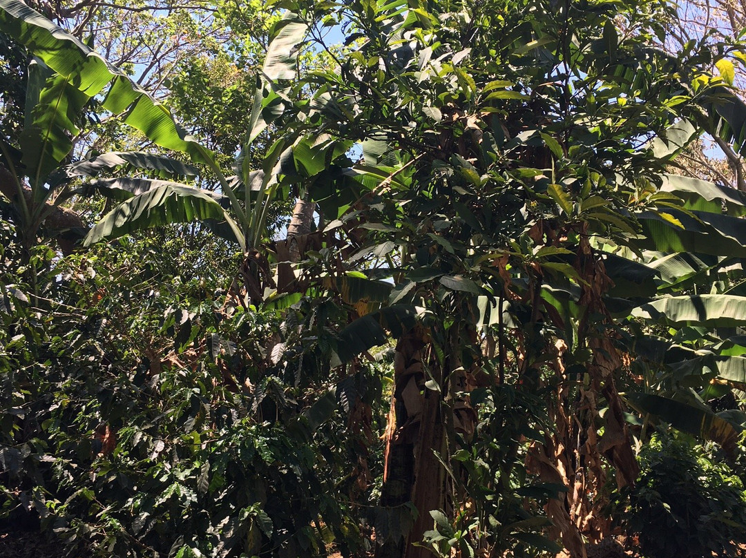 Finca Rosa Blanca Coffee Plantation景点图片
