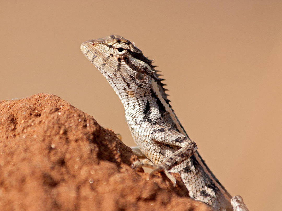 Thisaru Safari-蒂瑟默哈拉默必去景点