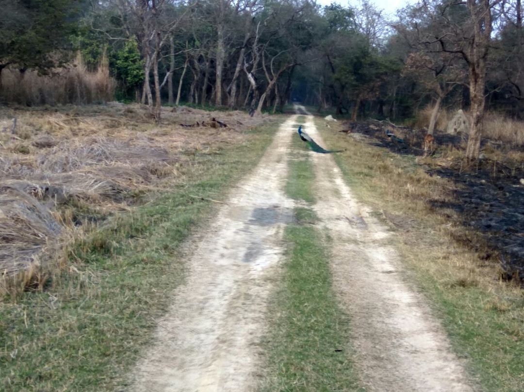 Kishanpur Sanctuary景点图片
