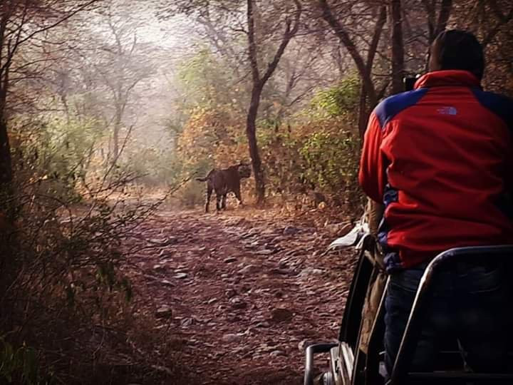 Rajaji Tiger Reserve景点图片