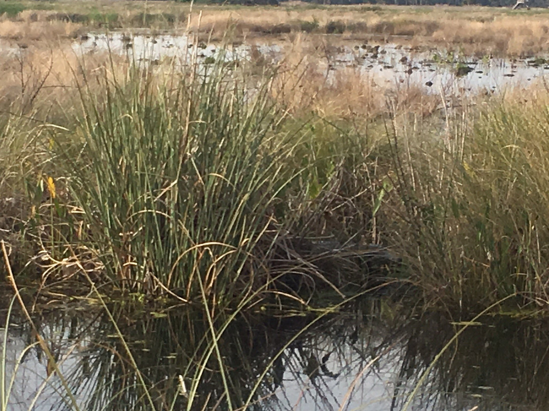 Lake Woodruff National Wildlife Refuge景点图片