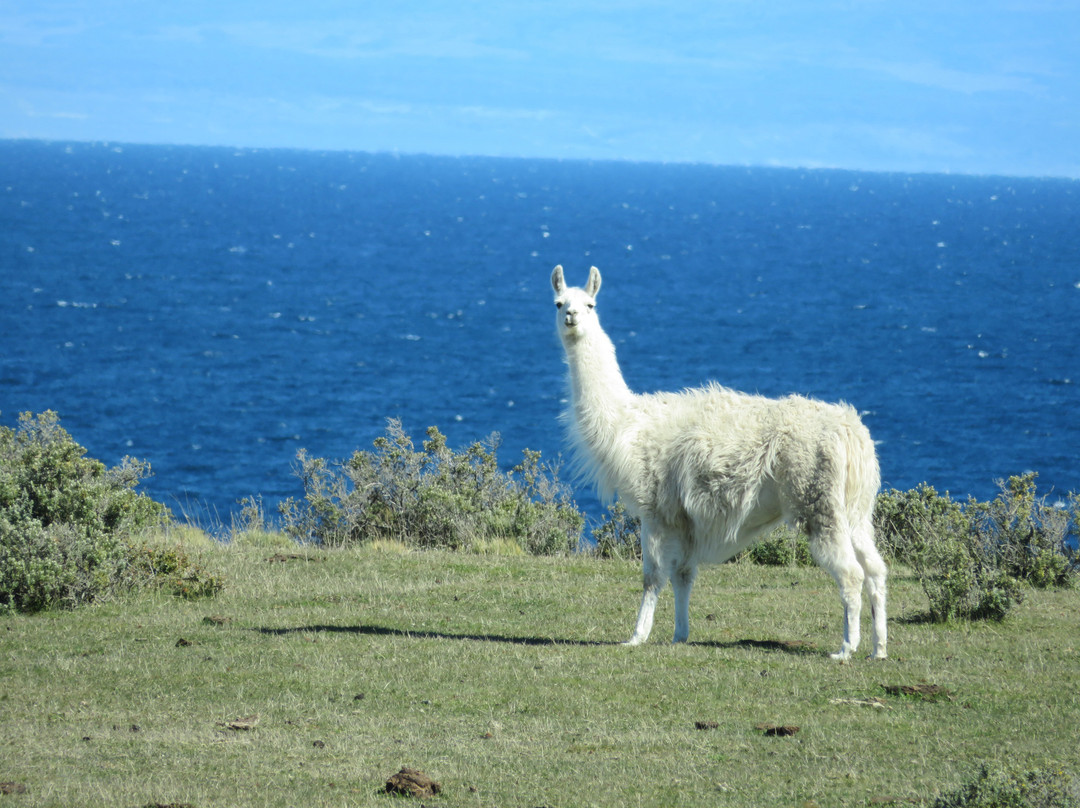 Tours Punta Arenas - Day Tours景点图片