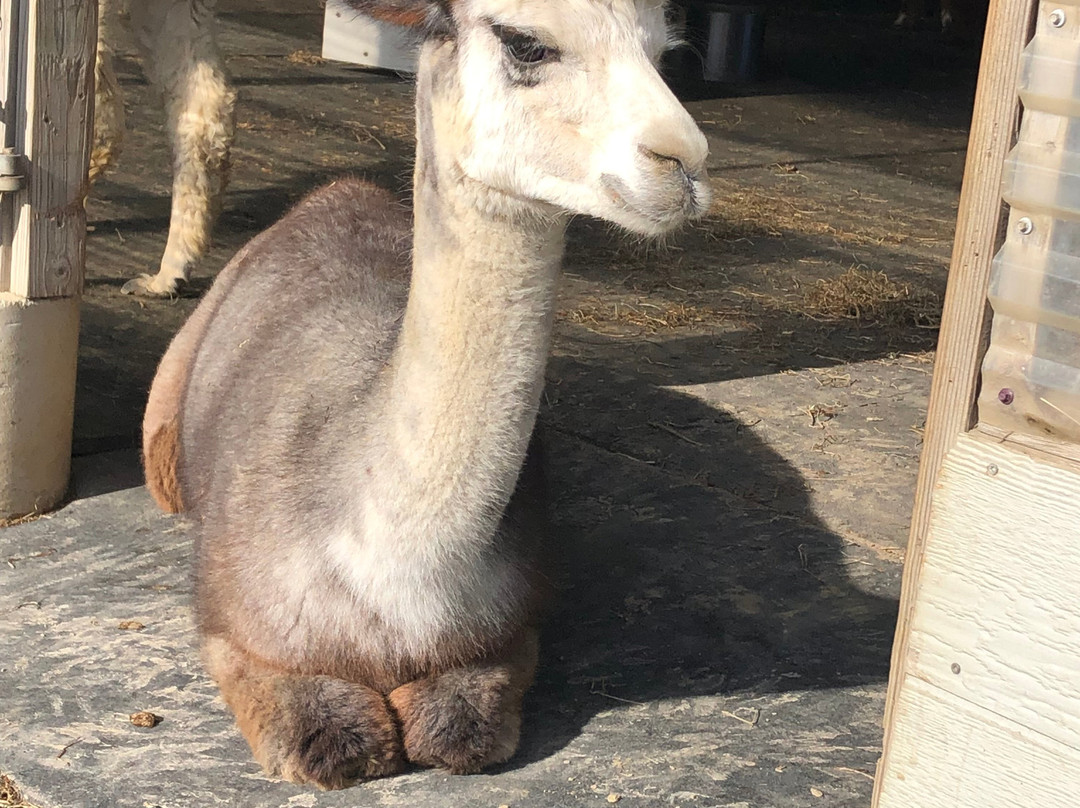 Northern Solstice Alpaca Farm景点图片