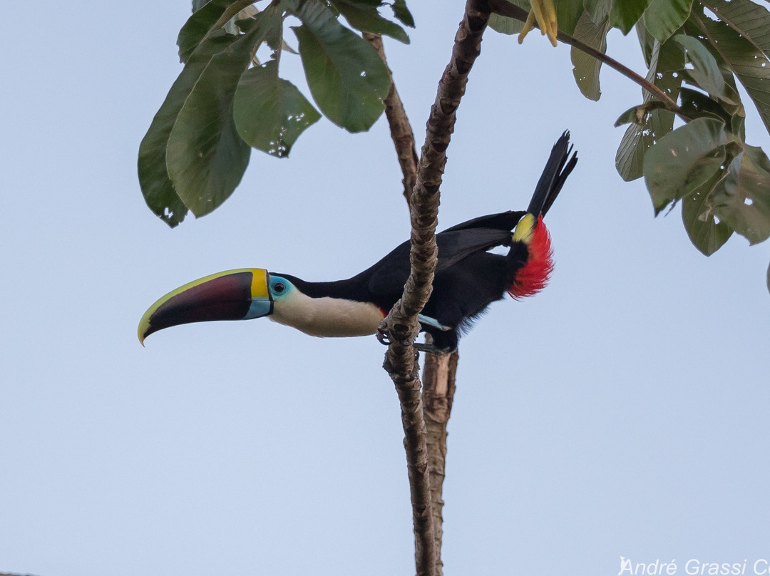 EcoBirding Brazil景点图片