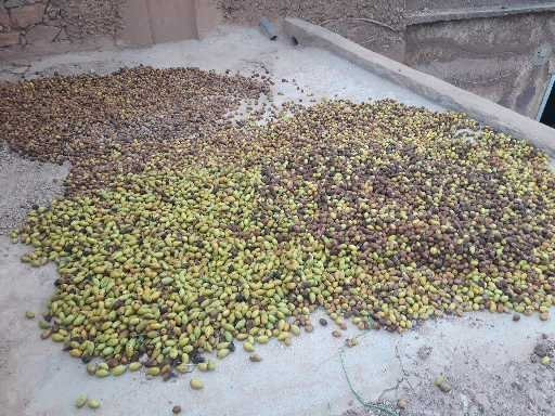 Jnane-Dar Diafa主图