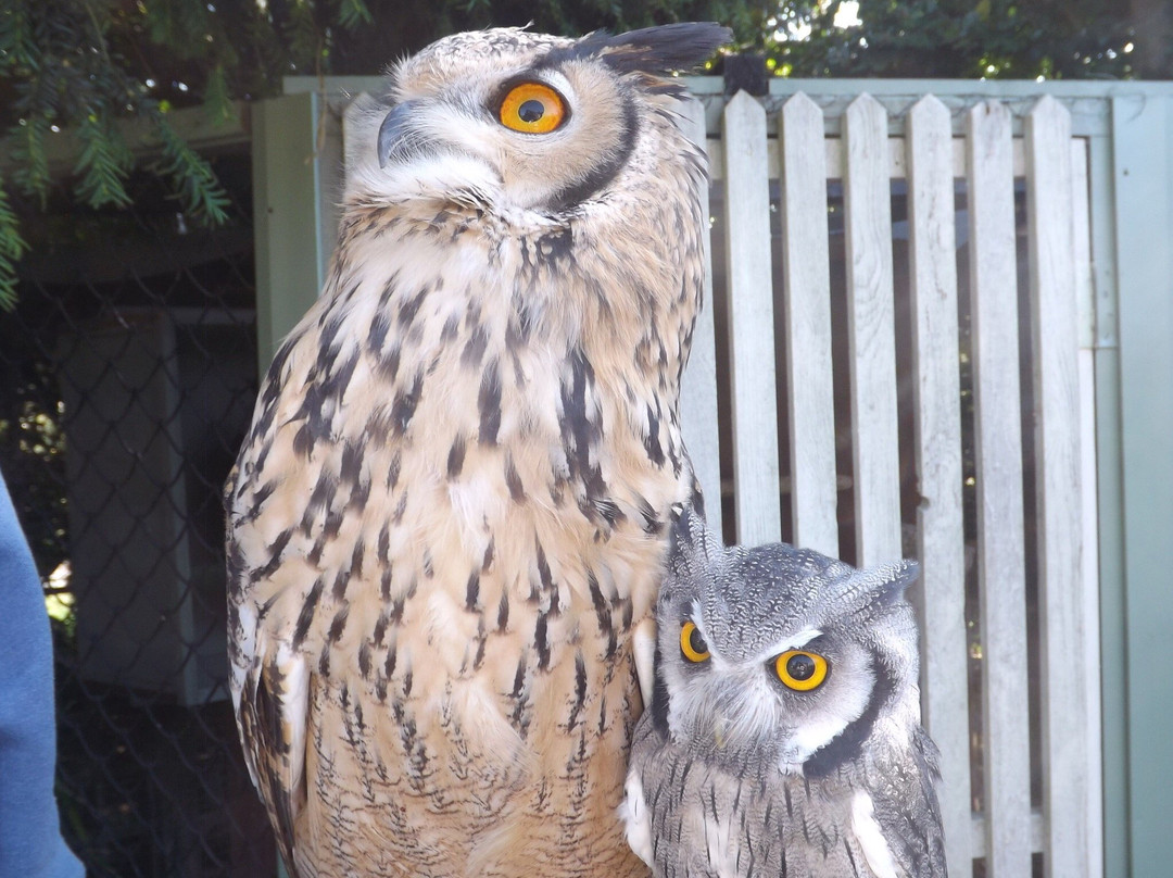 Happisburgh Owls景点图片