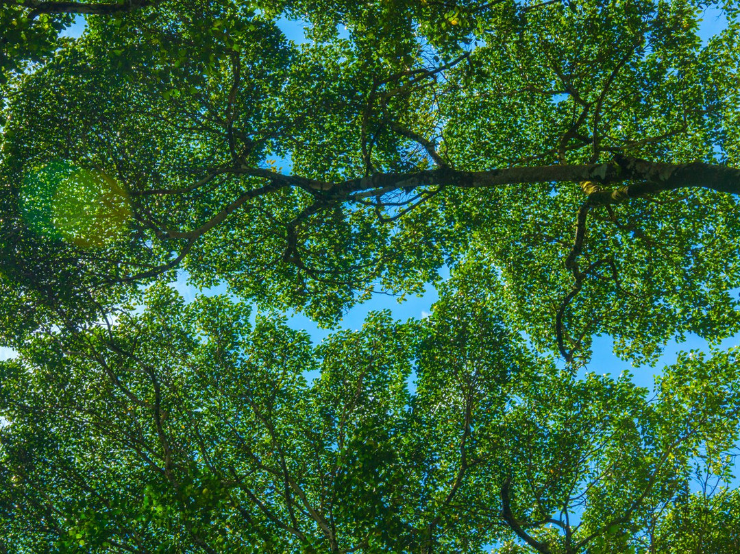 Taliwas in Danum Valley-拉哈达图必去景点
