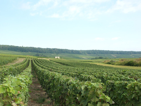 À l'Allure Champenoise-兰斯必去景点