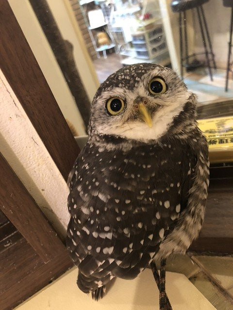 Sunset Owl Cafe-Sennichimae必去景点