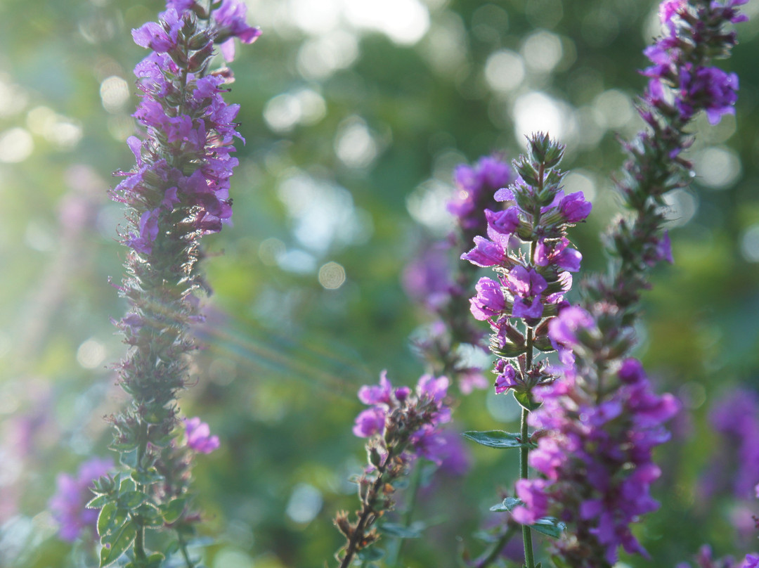 The Elm City Carriage Barn Bed & Breakfast主图