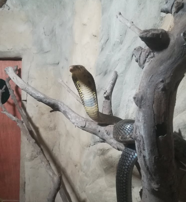 Dolphin Coast Reptile Park and Educational Centre景点图片