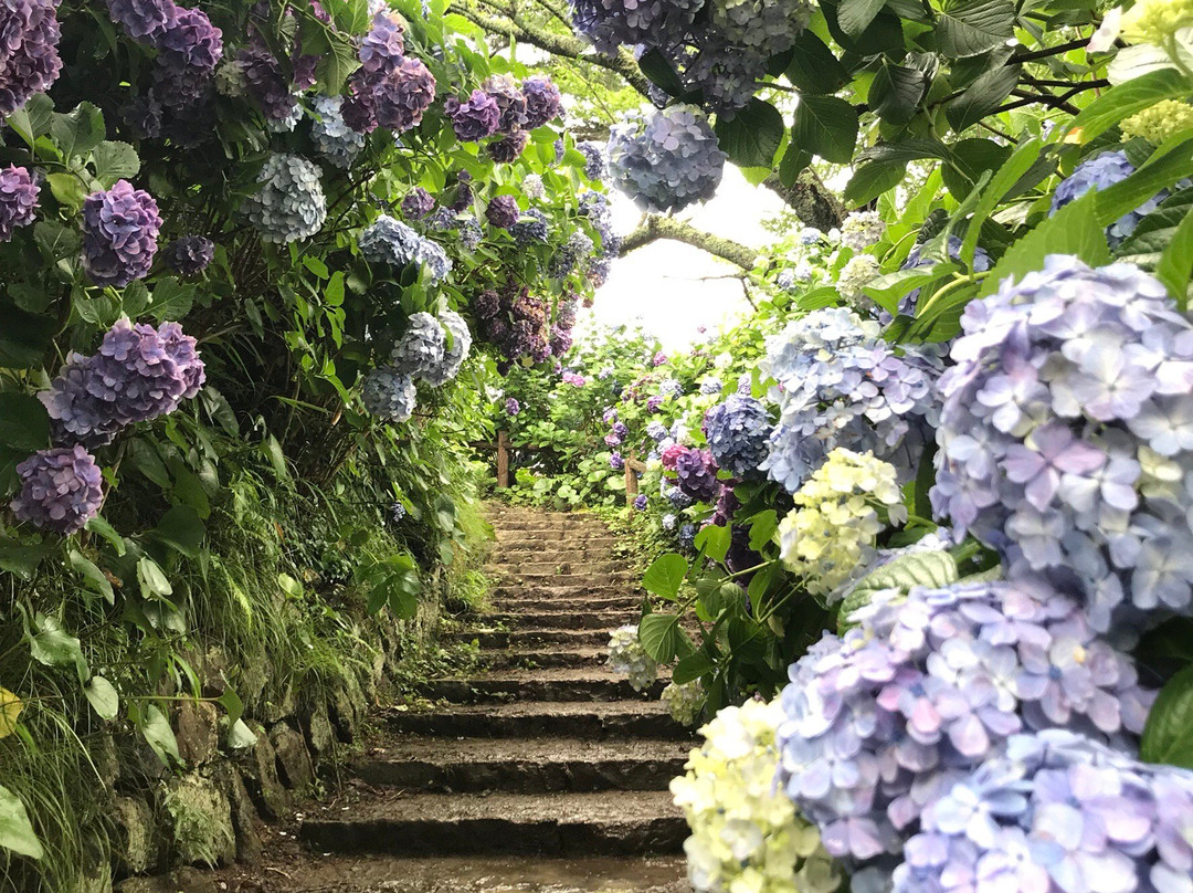 Hydrangea Festival景点图片