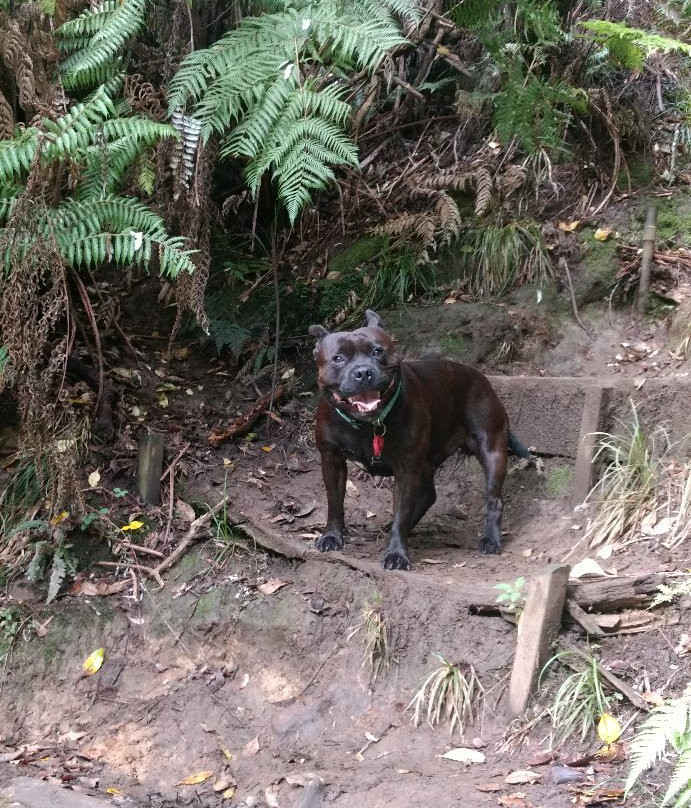 Maketu Waterfall-Ramarama必去景点