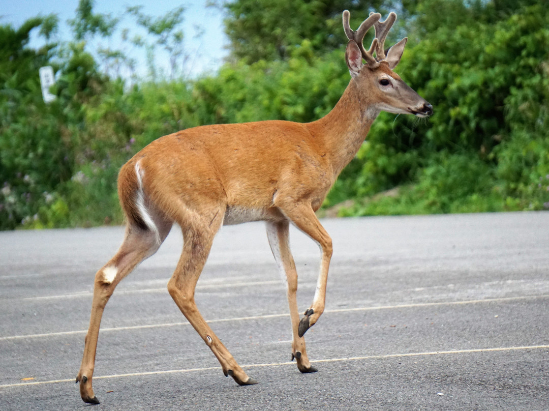 The Swan House主图