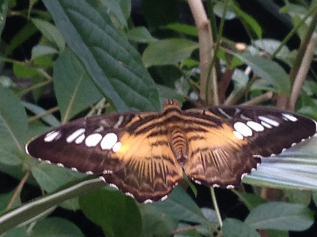 Victoria Butterfly Gardens景点图片