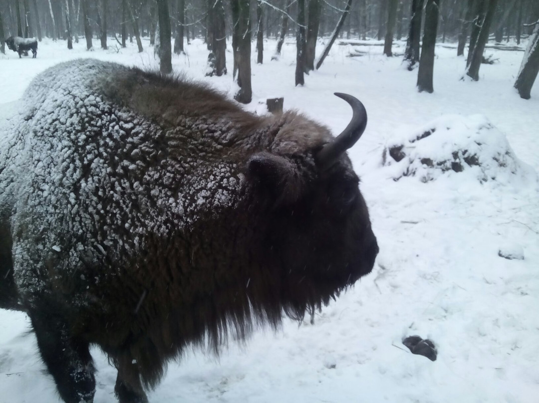 The Bison Breeding Centre景点图片