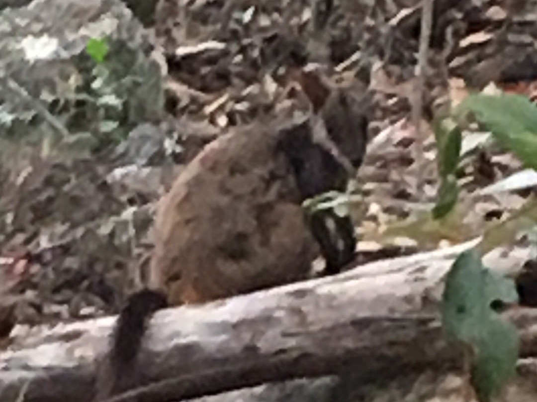 Crows Nest National Park-Crows Nest必去景点