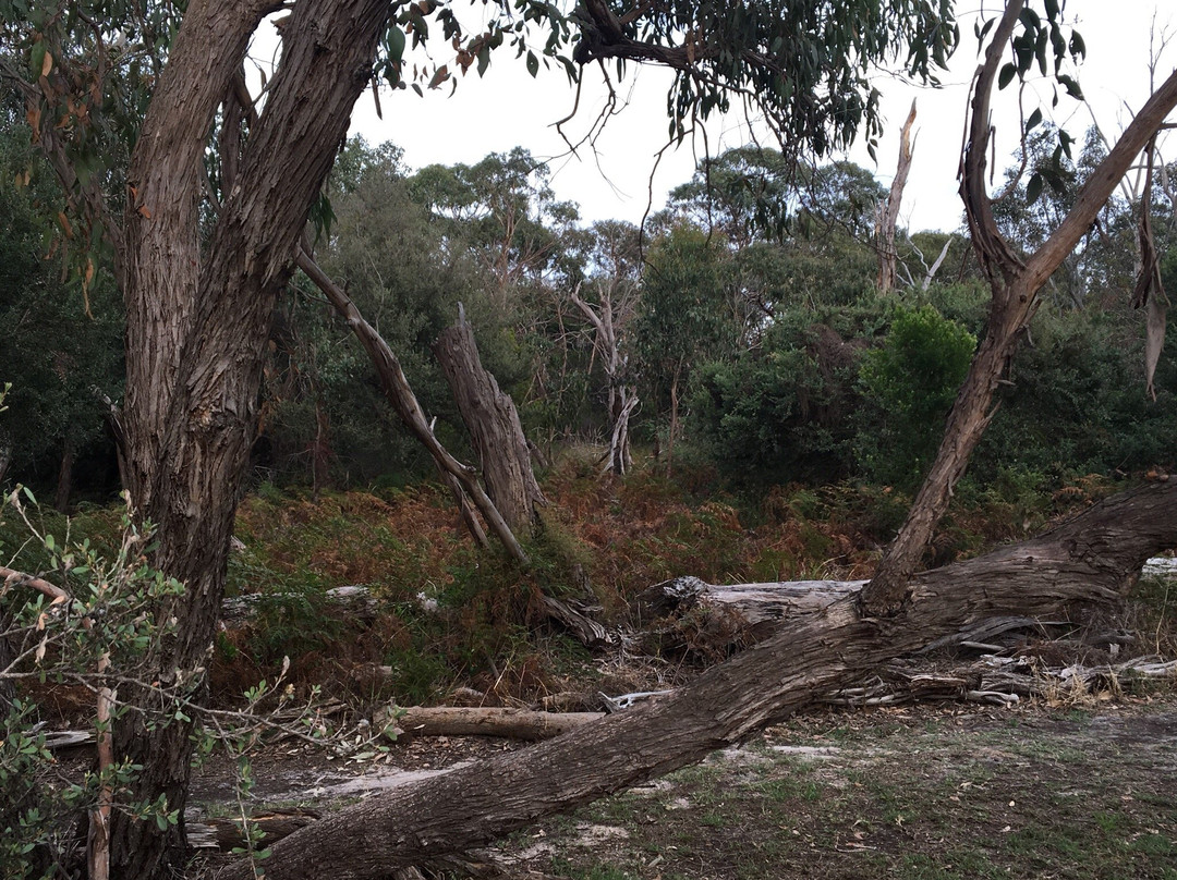 Long Hollow Heathland景点图片