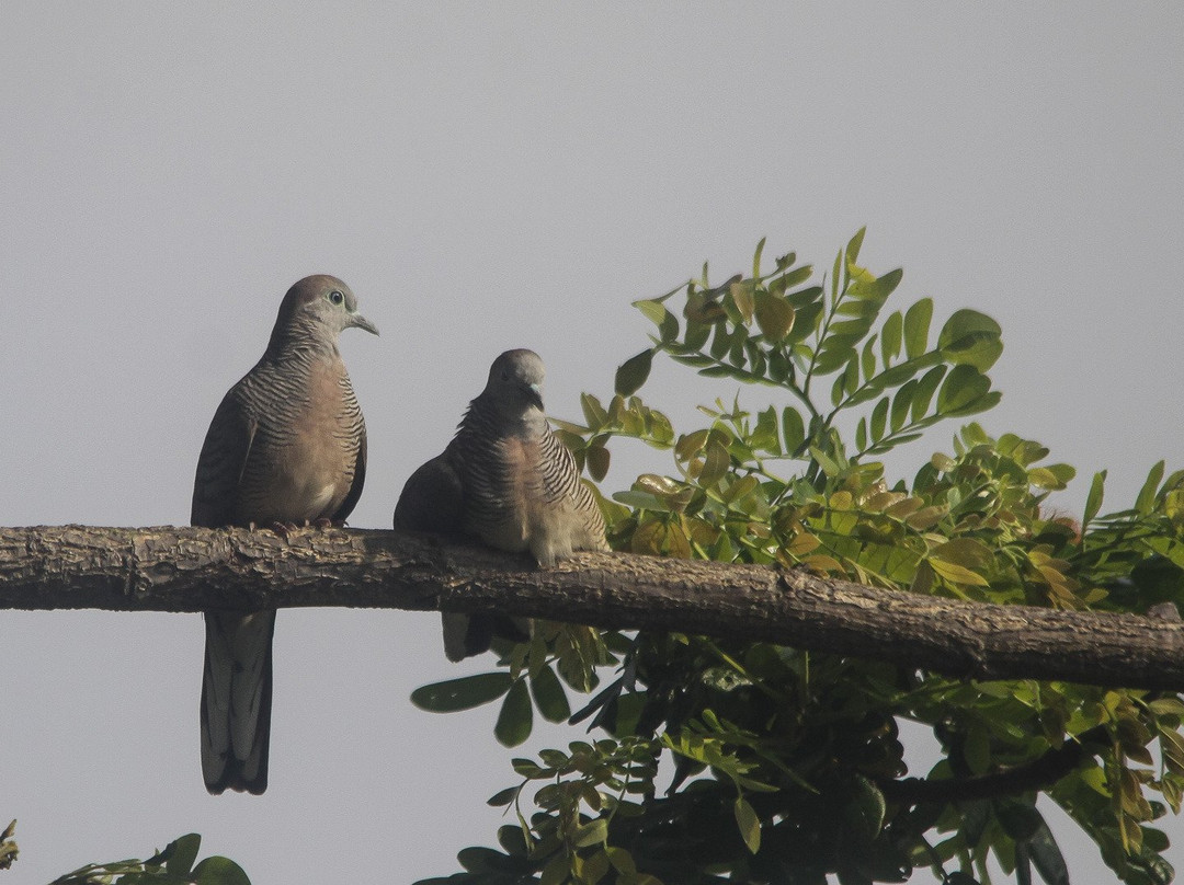 Birdpacker Birding Tour景点图片