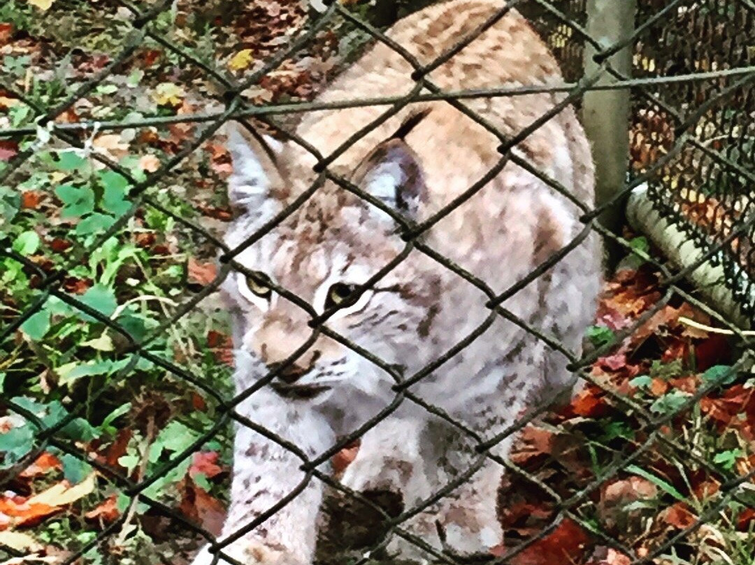 Wildpark Bruderhaus-温特图尔必去景点