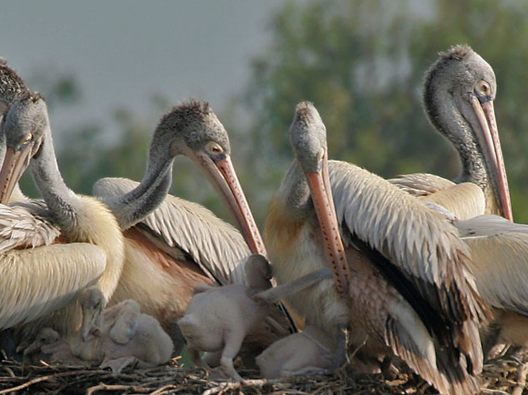 Kalametiya Lagoon Bird Sanctuary & Wetland Park景点图片