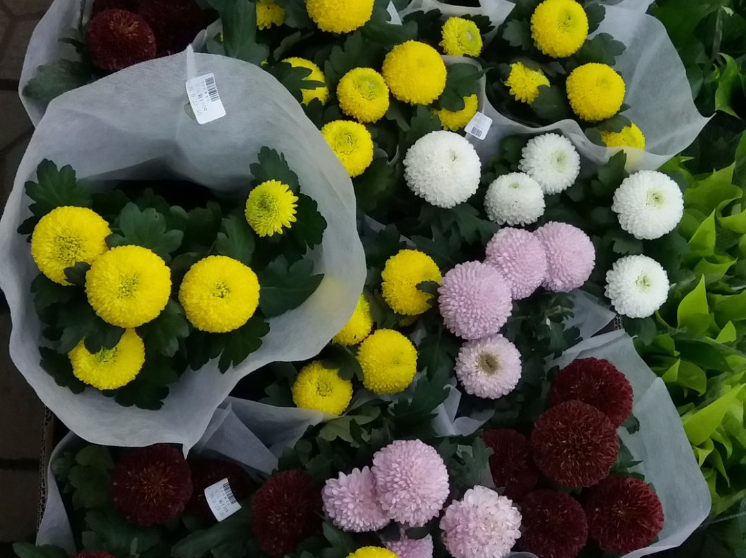 深圳花卉世界-深圳市必去景点