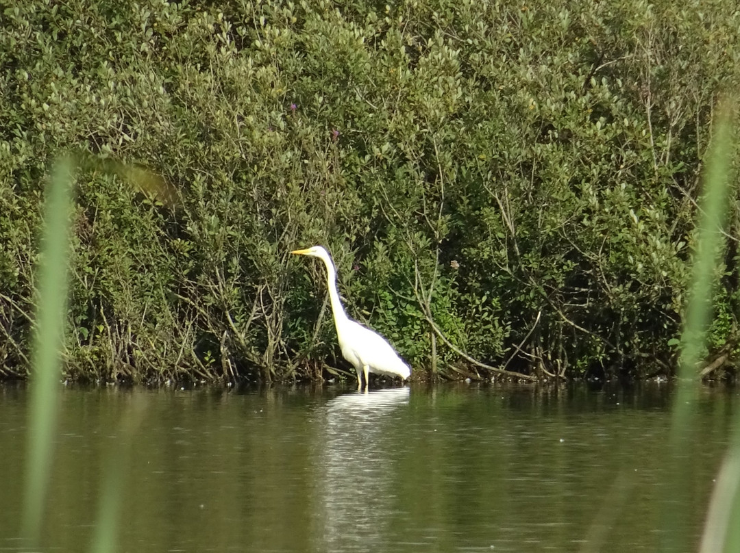 Natuur-reservaat Ooijpolder-De Vlietberg Nijmegen-奈梅亨必去景点