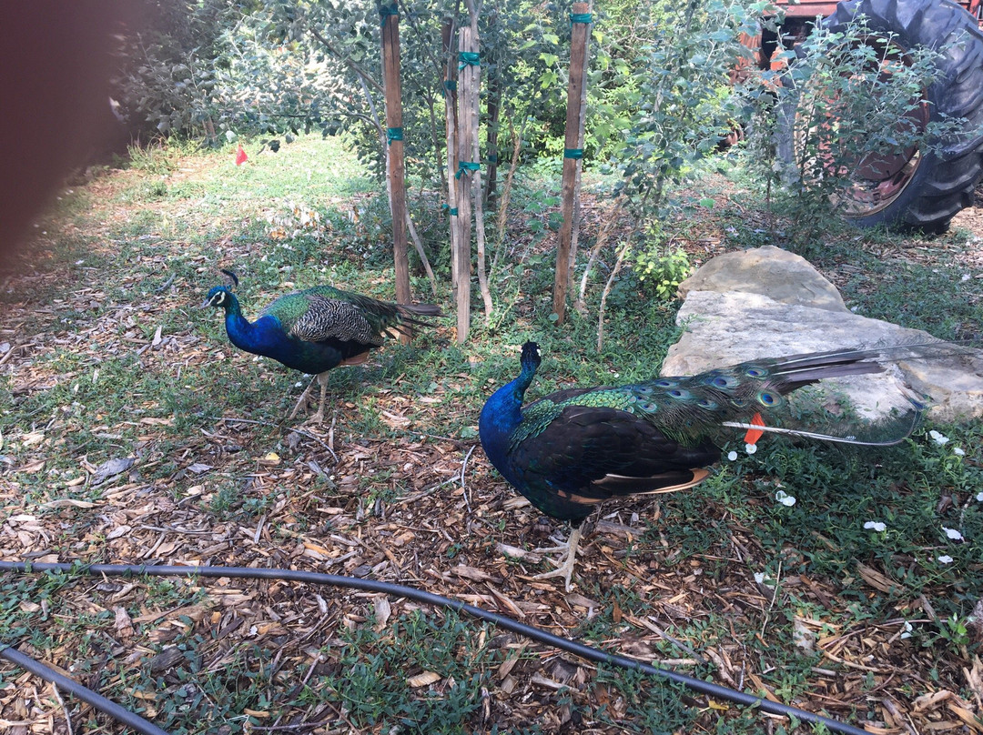 Sunflower Farm-朗蒙特必去景点