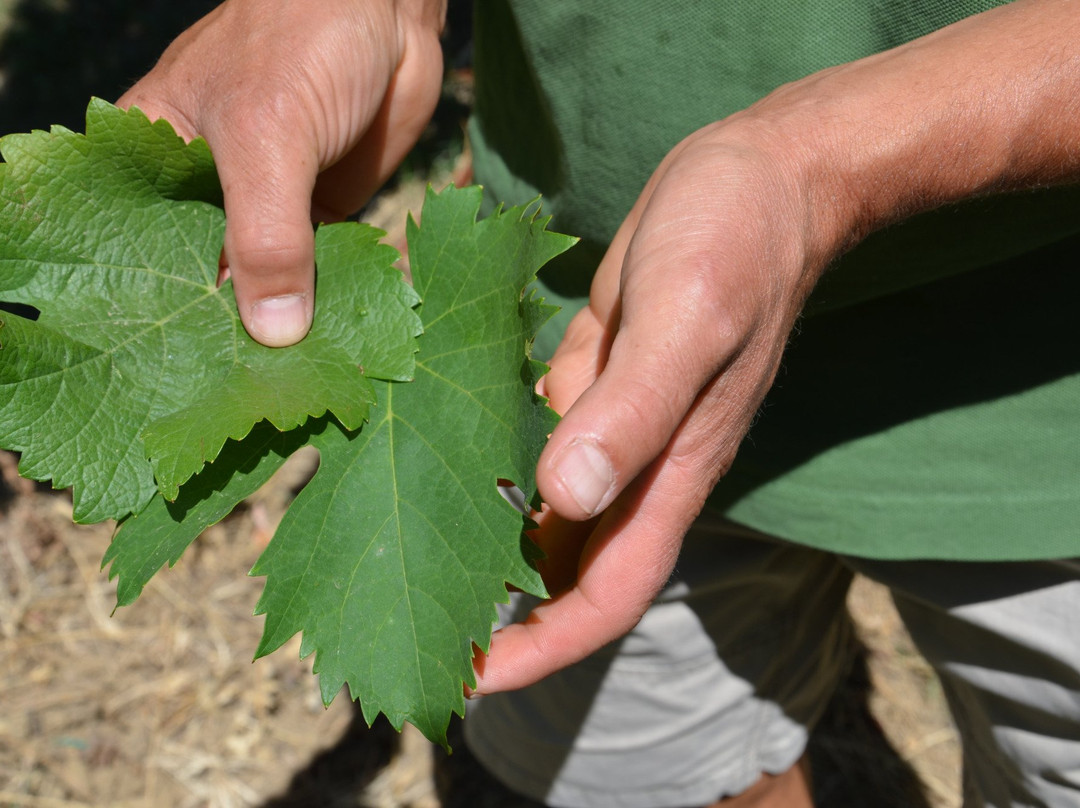 Azienda Agricola Botti di Bovina Fabio景点图片