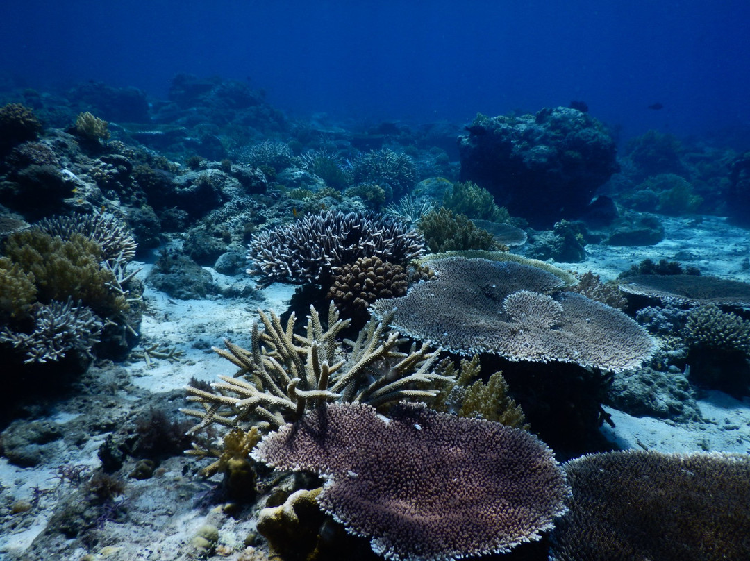 Coral Dive & Adventure景点图片
