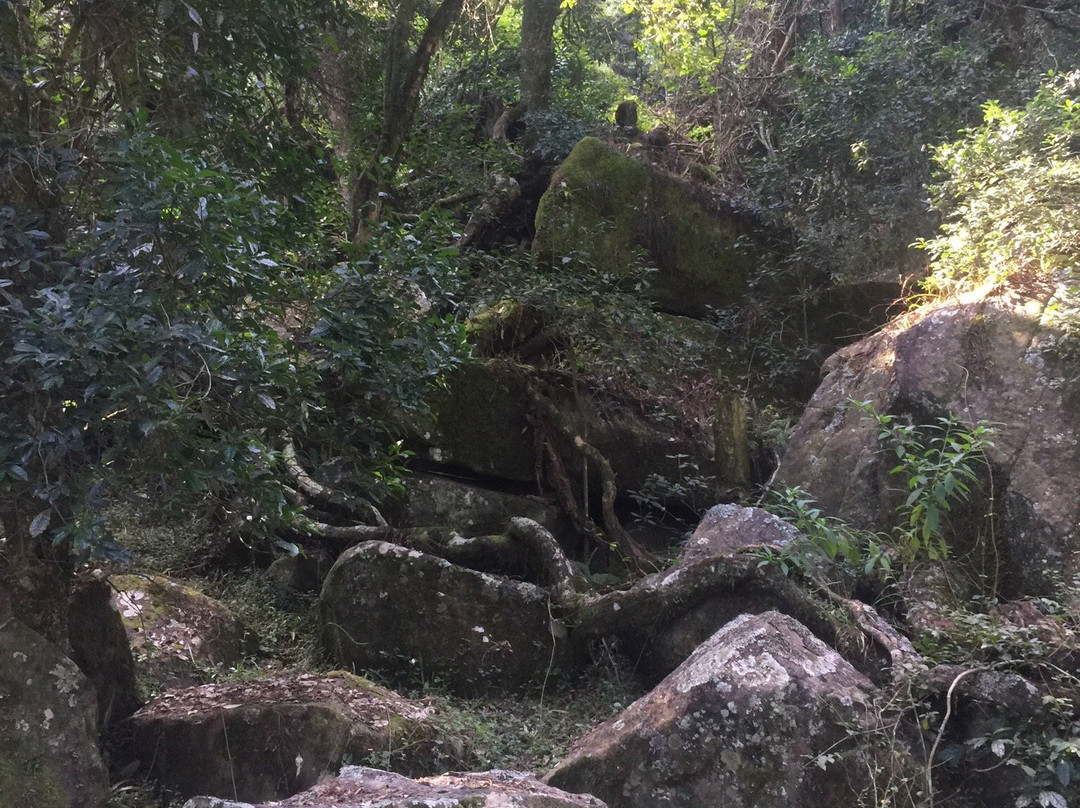 Marutswa Forest Trail and Boardwalk-Bulwer必去景点